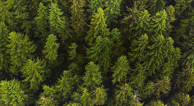 top view of forrest trees